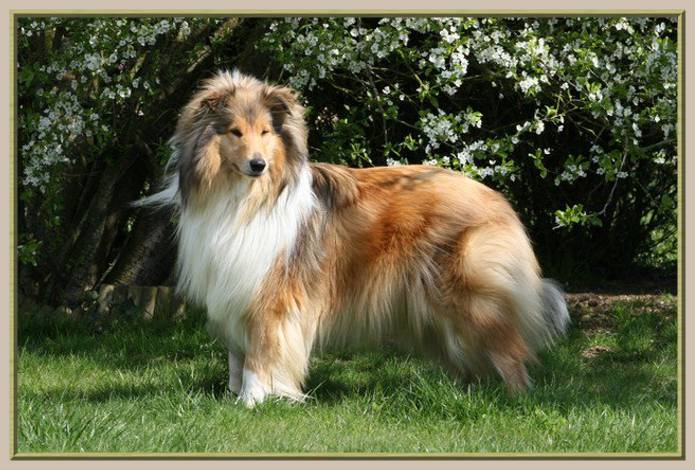 Carribean queen du bois des amazones